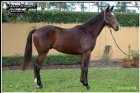 HIDDEN DRAGON GELDING
