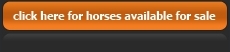 Horses For Sale