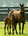 Horses for Sale