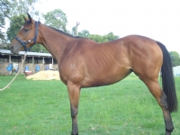 X3 UNBROKEN 3YRS FOR SALE
