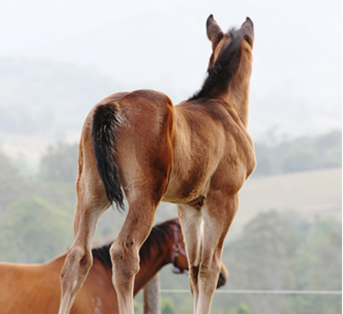 CBR Equine lodge