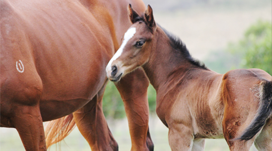 Specializing in foaling down